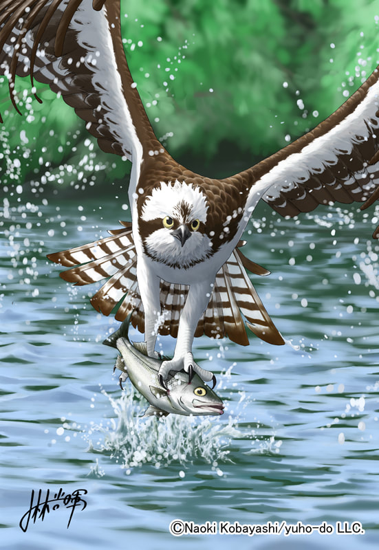 ニッポンの野鳥シリーズ 動物イラストポストカード５枚セット Vol 1 遊歩堂珈琲